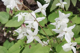 https://cdn.zilvercms.nl/http://yarinde.zilvercdn.nl/wit bloeiende borderplanten Elfenbloem - Epimedium x youngianum 'Niveum'